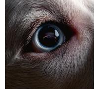 ROGER WATERS - DARK SIDE OF THE MOON REDUX