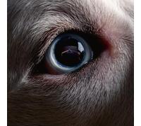 Roger Waters - The Dark Side of the Moon Redux [VINYL]