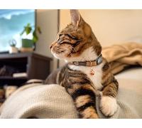 Rogz Cat Collar URBAN – Gold Rush – break-away safety buckle