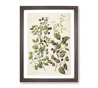 Rohutu Ramarama Flowers By Sarah Featon Vintage Framed Wall Art Print, Ready to Hang Picture for Living Room Bedroom Home Office Décor, Walnut A3 (34 x 46 cm)
