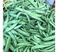 Roma Flat Bush Fagiolino semi! Stile italiano Bean non OGM Gourmet Sapore (150 semi)