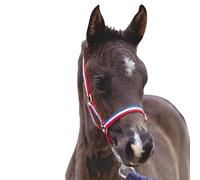 Roma Foal Halter, Red/White/Blue, Foal