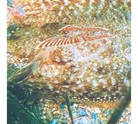 Roman Flugel - Balmy Evening [VINYL]