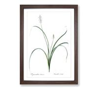 Roman Hyacinth Flowers by Pierre-Joseph Redoute Framed Print | A2 Walnut Framed Wall Art | Ready to Hang | Modern Floral Picture | Living Room Bedroom Lounge Office