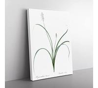 Roman Hyacinth Flowers By Pierre Joseph Redoute Vintage Canvas Wall Art Print Ready to Hang, Framed Picture for Living Room Bedroom Home Office Décor, 60x40 cm (24x16 Inch)