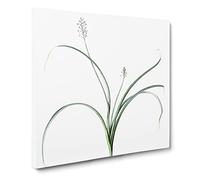Roman Hyacinth Flowers by Pierre Joseph Redoute Vintage Canvas Wall Art Print Ready to Hang, Framed Picture for Living Room Bedroom Home Office Décor, 14x14 Inch (35x35 cm)