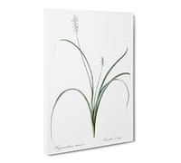Roman Hyacinth Flowers By Pierre Joseph Redoute Vintage Canvas Wall Art Print Ready to Hang, Framed Picture for Living Room Bedroom Home Office Décor, 24x16 Inch (60x40 cm)