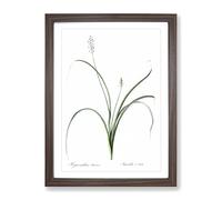 Roman Hyacinth Flowers By Pierre Joseph Redoute Vintage Framed Print | A3 Walnut Framed Wall Art | Ready to Hang | Classic Floral Picture | Living Room Bedroom Lounge Office