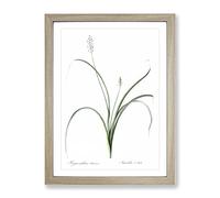 Roman Hyacinth Flowers By Pierre Joseph Redoute Vintage Framed Wall Art Print, Ready to Hang Picture for Living Room Bedroom Home Office Décor, Oak A3 (34 x 46 cm)