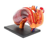 ROMISBABA 1pc Stomach Anatomical Aid for Classroom Demonstration for Biology Education and Anatomy Learning Lifelike Human Organ Structure Model