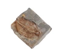 ROMISBABA Authentic Trilobite Specimen Collection for Education and Desktop Decorations, Genuine Ancient Marine Arthropod Stone Sample Suitable for Collectors and Teens