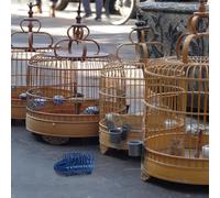 ROMISBABA Cage Cup Feeders Bird Food Holder Blue 10Pcs Hanging Fruit Vegetable Basket Egg Collector Suitable for Songbirds and Parakeets