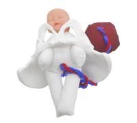 ROMISBABA Childbirth Simulator Pelvis Model Placenta Compact Female Pelvic Anatomy Teaching Tool for Midwife Training and Pregnancy Education Clinical Simulation Aid for Medical and Prenatal