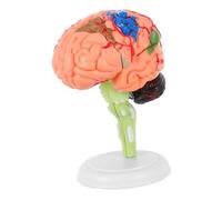 ROMISBABA Detachable Human Brain Model PVC Anatomical Medical Cerebrovascular Teaching Tool with Base for Students Teachers Laboratory Home Use