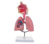 ROMISBABA Human Model for Boys and Girls Anatomy Model Lung and Bad Lung Teaching Tool School Respiratory