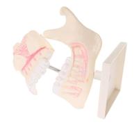 ROMISBABA Lifelike Tooth Model for Student Practice Plastic Teeth Model with Accurate Anatomy Stable Construction Oral Learning Tool for Education and Training