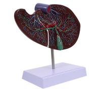 ROMISBABA Medical Anatomical Liver Model with Base for Teaching Human Organ Anatomy School Display Detailed Plastic Educational Tool for Students and Experts