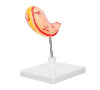 ROMISBABA Professional Human Stomach Model for Medical Research and Anatomy Teaching Sturdy and Detailed Gastric Biology Model with Easy Assembly for Medical Schools and Clinical