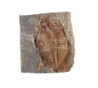 ROMISBABA Real Trilobite Specimen for Education Authentic Million Year Old Paleontology Stone Unique Ancient Animal Collection for Biology Class Display and Science Projects