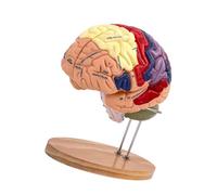 rongweiwang Human Brain Model Double Size Enlarged Offering Anatomically Accurate Display With Detachable Parts For Learning Needs Classroom Study Display Model Detachable 4 Parts