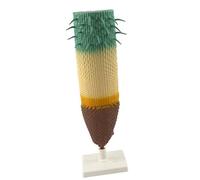 rongweiwang Plant Root Anatomy Model Facilitating Investigative Learning In Biology Workshops And Labs Model Provides Comprehensive Understanding Of Structure Of Plant Root Systems