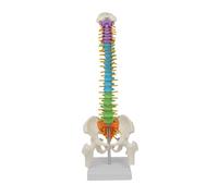 rongweiwang Science Educational Teaching Aids Colorful Spine Model Demonstration Resource Engaging Students In Learning Life Size Spine Model With Display Stand Skeleton