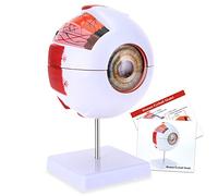 RONTEN 6X Enlarged Human Eye Anatomical Model - Accurate Eye Model Shows Optic Nerves Cornea Iris Lens and Vitreous Body with Removable Stand