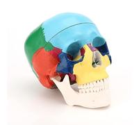 RONTEN Human Skull Anatomical Model, Painted Medical Skull, 3 Pieces, Removable Hood and Movable Jaw, Medical Student Exhibition Model for Teaching and