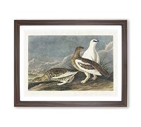 Roock Grouse By John James Audubon Vintage Framed Print | A4 Walnut Framed Wall Art | Ready to Hang | Classic Nature Picture | Living Room Bedroom Lounge Office