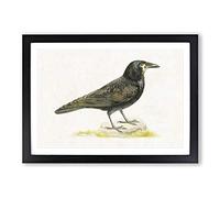 Rook by Von Wright Framed Print | A2 Black Framed Wall Art | Ready to Hang | Modern Nature Picture | Living Room Bedroom Lounge Office