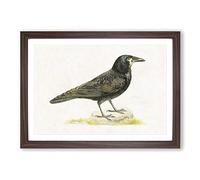 Rook by Von Wright Framed Print | A2 Walnut Framed Wall Art | Ready to Hang | Modern Nature Picture | Living Room Bedroom Lounge Office
