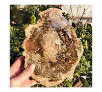 room decoration for Natural Stones and Minerals Crystal Woodstone Tree for Coaster Home Decoration Wooden Tree Madagascar Cup Cushion (Size : 100-200g)