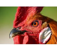 Rooster-Adult 500-Piece Puzzle Toy, Colorful Puzzles for Intelligence 14 years+