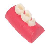 Root Canal Anatomy Training Tooth for Dental Teaching Practice