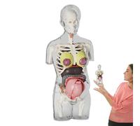 Roqalmia Human Anatomy For Kids, Pregnant Women Body, Anatomical Assembly Kit, Removable Parts, Poseable Anatomy Figure Educational For Children Boys Girls Classroom School Home