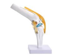 RORPOIR Knee Joint Model for Teaching Demonstrates Flexion 1:1 Life Size PVC Suitable for Laboratory Supplies and Human Study