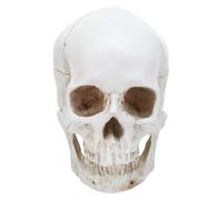 RORPOIR Realistic Human Skull Model 1:1 Scale Resin Anatomical Teaching Skull and Jaw Versatile for Education Exhibitions and Research