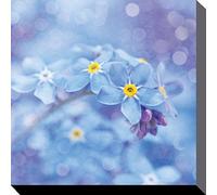 Ros Berryman Forget Me Nots 40 x 40cm Canvas Prints, Polyester, Multi-Colour, 40x40x3.2 cm