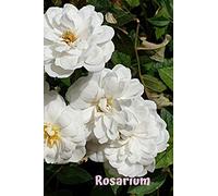 Rosarium: Flowers and Gardens: A Garden Of Beautiful Thoughts, Checkbook, Positive, Dream Journal, Self Diary, Energy, Daily, Power Planner, Project (110 Pages 6 x 9)