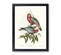 Rose Breasted Cockatoos By Elizabeth Gould Vintage Framed Print | A2 Black Framed Wall Art | Ready to Hang | Classic Floral Picture | Living Room Bedroom Lounge Office
