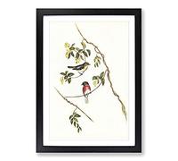 Rose-Breasted Wood-Robins by Elizabeth Gould Framed Print | A2 Black Framed Wall Art | Ready to Hang | Modern Floral Picture | Living Room Bedroom Lounge Office