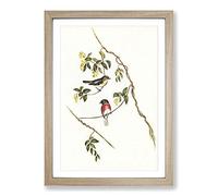 Rose-Breasted Wood-Robins by Elizabeth Gould Framed Print | A2 Oak Framed Wall Art | Ready to Hang | Modern Floral Picture | Living Room Bedroom Lounge Office
