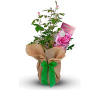 Rose Bush Congratulations Gift Wrapped Plant - Pink Rose for That Special Moment - Gift Rose Bush for The Garden