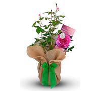 Rose 'Fantastic at 50' - Gift Wrapped Rose Bush with Bow - Plant Gift