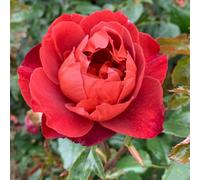 Rose Hot Chocolate Bare Root - Unique Russet-Red Floribunda Bush Disease Resistant Fragrant Blooms - Thompson & Morgan