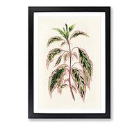 Rose Mallow Plant by Benjamin Fawcett Framed Print | A2 Black Framed Wall Art | Ready to Hang | Modern Floral Picture | Living Room Bedroom Lounge Office