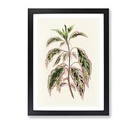Rose Mallow Plant By Benjamin Fawcett Vintage Framed Print | A4 Black Framed Wall Art | Ready to Hang | Classic Floral Picture | Living Room Bedroom Lounge Office