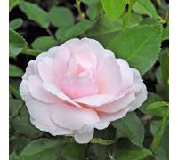 Rose Many Happy Returns Floribunda Bush - Pale Pink Fragrant Blooms - Ideal Birthday Gift 2 Bare Roots Thompson & Morgan
