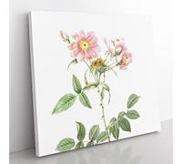 Rose of Lady Monson in Pink by Pierre Joseph Redoute Vintage Canvas Wall Art Print Ready to Hang, Framed Picture for Living Room Bedroom Home Office Décor, 35x35 cm (14x14 Inch)