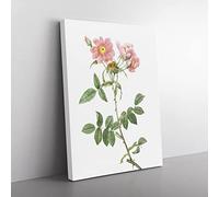 Rose Of Lady Monson In Pink By Pierre Joseph Redoute Vintage Canvas Wall Art Print Ready to Hang, Framed Picture for Living Room Bedroom Home Office Décor, 50x35 cm (20x14 Inch)